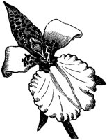 FLC047E.TIF