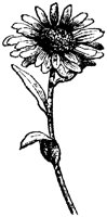 FLC046F.TIF