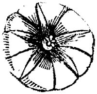 FLC046E.TIF