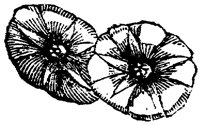 FLC046C.TIF