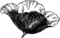 FLC045C.TIF