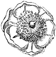 FLC044E.TIF