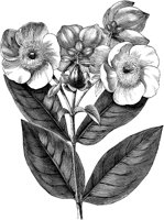 FLC044A.TIF