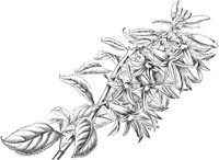 FLC043D.TIF