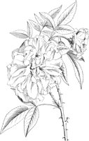 FLC043A.TIF
