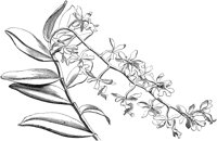 FLC042G.TIF