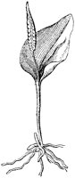 FLC042C.TIF