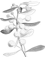FLC042A.TIF