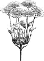 FLC041G.TIF