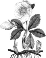 FLC041A.TIF