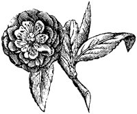 FLC040I.TIF