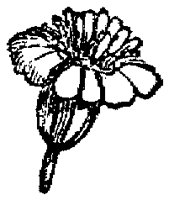FLC040F.TIF