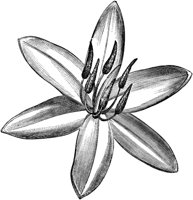 FLC040E.TIF