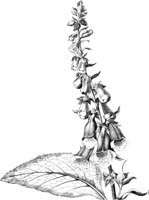 FLC040D.TIF