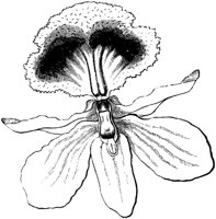 FLC040A.TIF