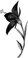 FLC039G.TIF