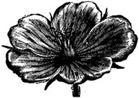 FLC039D.TIF