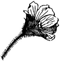 FLC038E.TIF