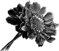FLC037C.TIF