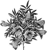 FLC037A.TIF