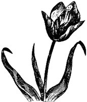 FLC036F.TIF