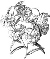 FLC036A.TIF