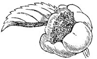 FLC035F.TIF