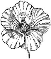 FLC035C.TIF