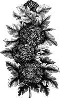 FLC034M.TIF