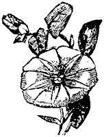 FLC033J.TIF