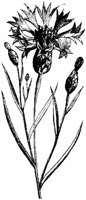 FLC033F.TIF