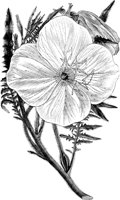FLC033A.TIF