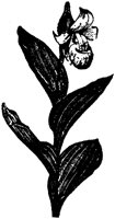 FLC032C.TIF