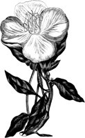 FLC032A.TIF