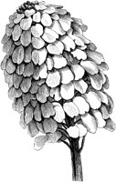 FLC031L.TIF