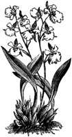 FLC031C.TIF