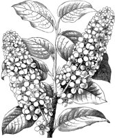 FLC031A.TIF
