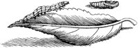 FBI087A.TIF