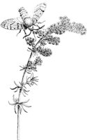 FBI079A.TIF
