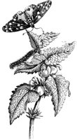 FBI058A.TIF