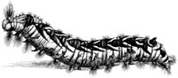 FBI017C.TIF