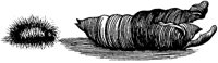 FBI005C.TIF