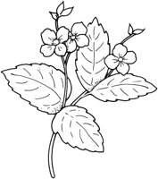 FWD036A.TIF