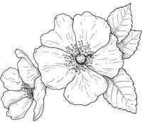 FWD035A.TIF