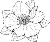 FWD030C.TIF