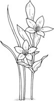 FWD008C.TIF