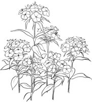 GFL037A.TIF