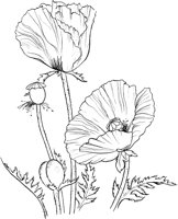 GFL026A.TIF