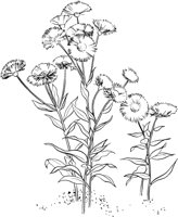 GFL013A.TIF