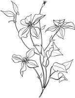 GFL005A.TIF